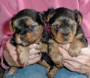 Yorkie puppies for good home