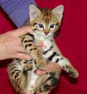 male and female F2 Savannah kitten available to a loving home at afordable prices