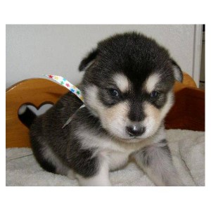 Adorable Alaskan malamute  puppies,