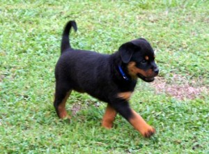 MALE AND FEMALE CARMING ROTTWEILER PUPPIES FOR FREE ADOPTION/AVAILABLE.GET BACK TO US WITH YOUR PHONE NUMBER AND ALSO WERE YOU L