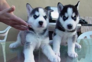 Siberian husky puppies for rehomning pls text me @ 413-489-2502
