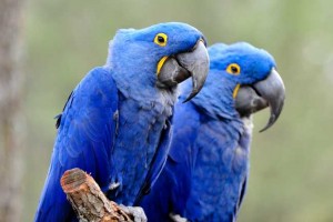 PAIR OF HYACINTH MACAW BIRDS FOR ADOPTION