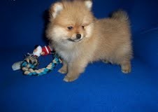 x mass pomeranian puppies for re homing