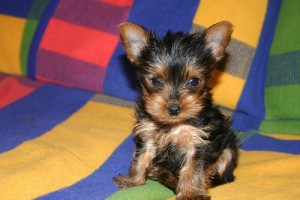 Potty Trained Tiny Teacup Yorkie Puppies For Adoption