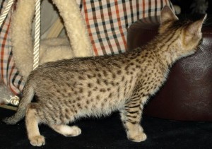 Only 2 Left! Gold &amp; Silver Bengal X Kittens!