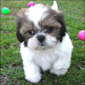 AKC Giant shih tzu Puppies seeking a new home