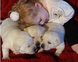 Absolute Gorgeous Yellow Labradors Retriever Puppies.