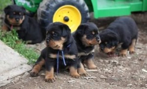 On board 10 pure bread Rottweiler pups