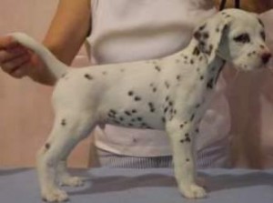 Dalmatian Puppies