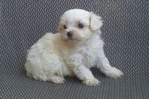 white maltese for sale