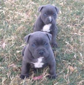 Blue American Staffy male pups 4 sale Blue parents