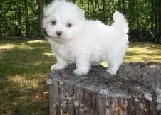 adorable maltese puppies