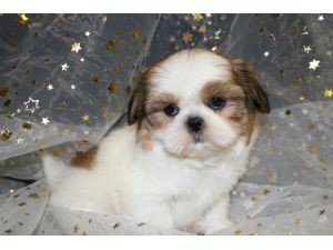 shih tzu puppies for a lovely home for more information contact me