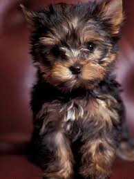 ecellent yorkie puppies for x mas adoption