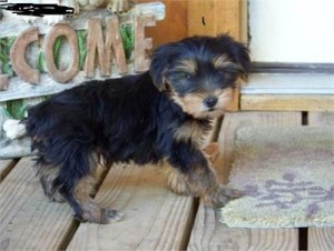 nice Yorkshire Terrier babies for sale