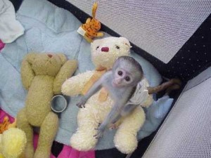 Home raised white face Capuchin Monkey for adoption