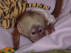 cute loving and adorable baby capuchin monkey for adoption