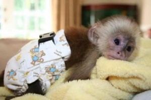 Adorable female baby capuchin monkey regarding a new home for adoption