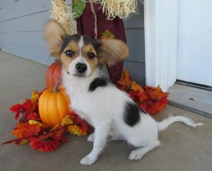 GORGEOUS AND CHARMING MALE AND FEMALE PAPILLON PUPPIES FOR FREE ADOPTION