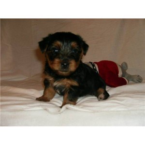 ****Teacup Yorkie Puppies For Adoption*******