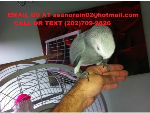 PAIR OF TALKING AFRICAN GREY PARROTS MALE AND FEMALE DNA PROVEN