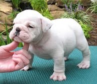 Male &amp; Female English bulldog puppies available