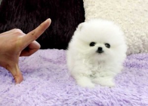 We have a litter of pomeranian for adoption.Please contact with your phone number.