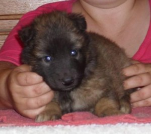Wow ex mas Bergian Tervuren Shephered for adoption