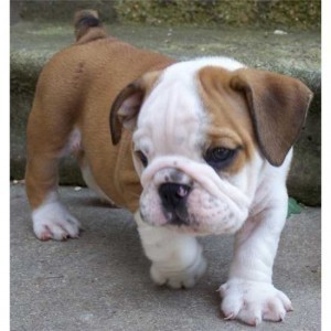 MALE AND FENALE ENGLISH BULLDOG PUPPIES FOR ADOPTION