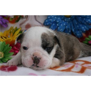 akc register male and female bulldog puppies for x mas adoption