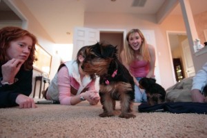 !!!WOW!!!!  CHARMING X-MAS T-CUP YORKIE PUPPIES FOR ADOPTION