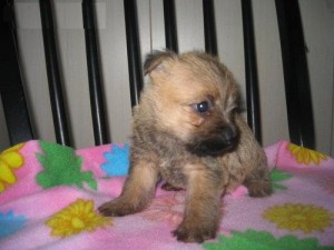 TWO Healthy Cairn Terrier Puppies for free Adoption for x-mas