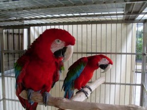 Two green wing macaw parrots for free adoption.
