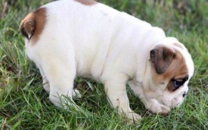 ADORABLE ENGLISH BULLDOG PUPPY, UP TO DATE ON ALL VACCINES, 8 WEEKS OLD AND READY TO GO HOME NOW.