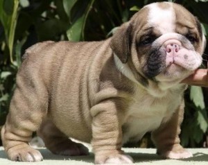 AKC English Bulldog Puppies.