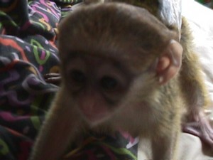 X-MASS MALE AND FEMALE ADORABLE CAPUCHIN MONKEY FOR ADOPTION