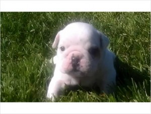 Charming Male And Female English Bulldog Puppies Free Adoption!!!