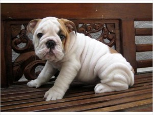 English Bull Dog puppies for adoption.