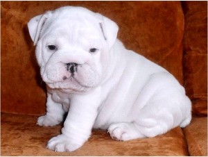 Magnificent Magnificent English Bulldog Puppies *** Pennsylvania*** (