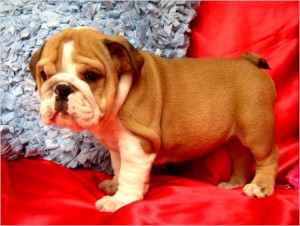 Healthy English Bulldog Puppies Available