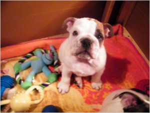 English Bulldog Female Available!