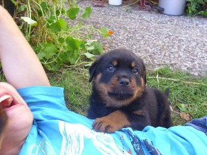 Home raised Rottweiler pups.