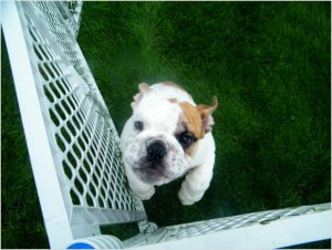 Absolutely Adorable English bulldog puppies