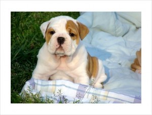 2 AKC English Bulldog Puppies