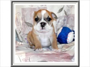 AKC **Champion Sired** English Bulldog Pups!