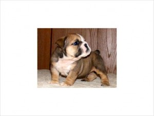 Amazing and wonderful English Bulldog puppies ready They are coming with papers and vet records.