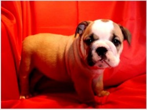 ** AKC registered English Bulldog Puppies **