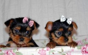 YORKIE PUPPIES FOR RE-HOMING