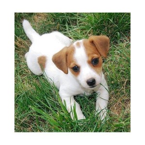 Affectionate 4 months old Jack Russel puppies for free adoption.