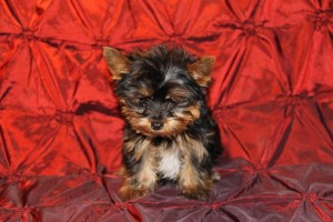 &quot;Bella&quot; Tiny Teacup Yorkie Puppy - Charting 2 Pounds As Adult